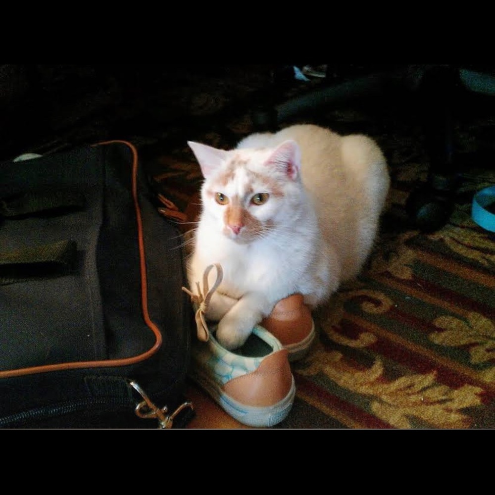 My sister’s cat Muffin